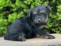 Ziggy, a male Bichon Frise and Yorkshire Terrier for sale in Florence, KY – Photo 2 of 3