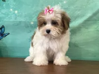 Nellie, a male Shichon for sale in Cincinnati, OH – 2 of 3