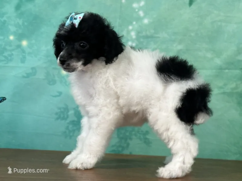 Tiana – Poodle - Miniature  puppy for sale in Lexington, KY