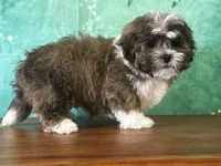 Waffles, a male Shichon for sale in Lexington, KY – 3 of 3