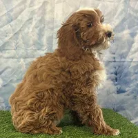 Teddy, a male Cockapoo for sale in Louisville, KY – Photo 2 of 3