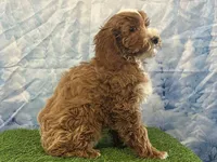 Teddy, a male Cockapoo for sale in Owenton, KY – Photo 2 of 3