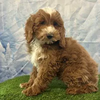 Teddy, a male Cockapoo for sale in Louisville, KY – Photo 3 of 3