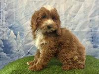 Teddy, a male Cockapoo for sale in Owenton, KY – Photo 3 of 3