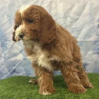 Teddy, a male Cockapoo for sale in Louisville, KY – Photo 1 of 3
