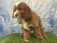 Teddy, a male Cockapoo for sale in Owenton, KY – Photo 1 of 3