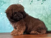 Groot, a male Shichon for sale in Lexington, KY – 4 of 4