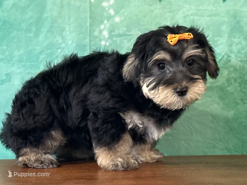 Remi – Bichon Frise, Yorkshire Terrier puppy for sale in Lexington, KY