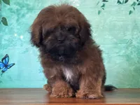 Groot, a male Shichon for sale in Lexington, KY – 3 of 4