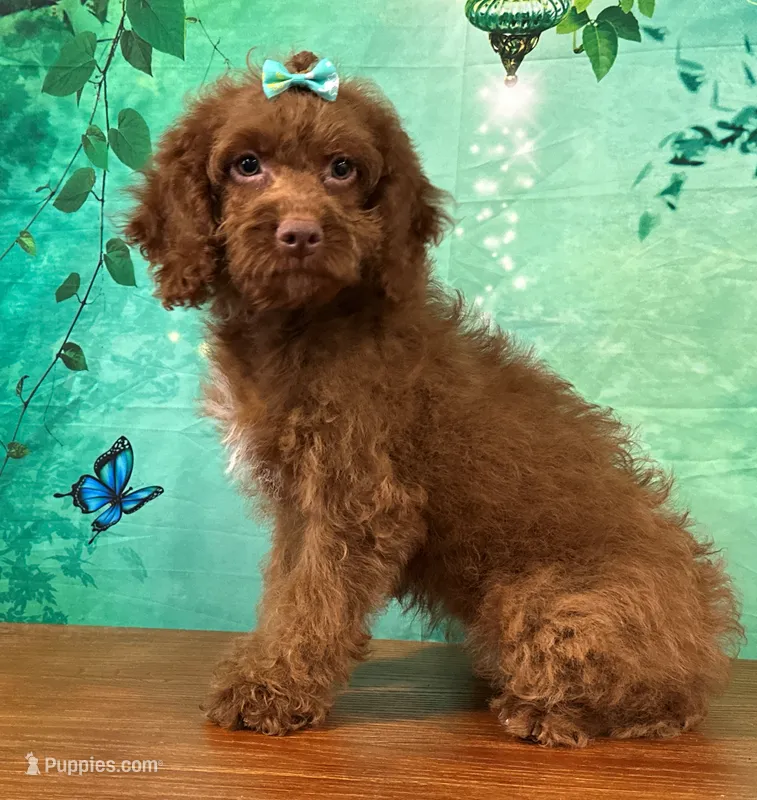 Honey – Cockapoo puppy for sale in Lexington, KY