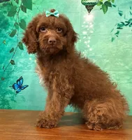 Honey, a female Cockapoo for sale in Lexington, KY – 1 of 5