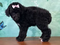 Merida, a female Poodle - Miniature  for sale in Lexington, KY – 2 of 3