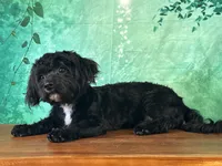 Yorke , a male Bichon Frise and Yorkshire Terrier for sale in Cincinnati, OH – 2 of 10