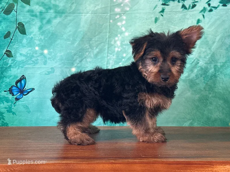 Leo – Yorkshire Terrier puppy for sale in Lexington, KY