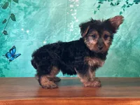 Leo, a male Yorkshire Terrier for sale in Lexington, KY – 1 of 6