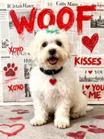 Taffy, a female Bichon Frise for sale in Cincinnati, OH – Photo 1 of 4