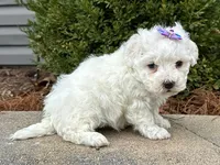 processed/0883cec2-9c27-4996-9b61-42a4f6e6d9a5/listing/c5474f91-2b15-4826-a4ea-e89e76ca3ead/61ec2771-d424-43a4-8c07-b8a065b46fd8