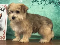 Sunny, a male Bichon Frise and Yorkshire Terrier for sale in Cincinnati, OH – 2 of 3