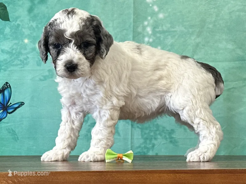 Daisy – Poodle - Miniature  puppy for sale in Lexington, KY