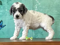 Daisy, a female Poodle - Miniature  for sale in Lexington, KY – 1 of 3