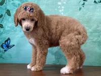 Raya, a female Poodle - Miniature  for sale in Lexington, KY – 3 of 6