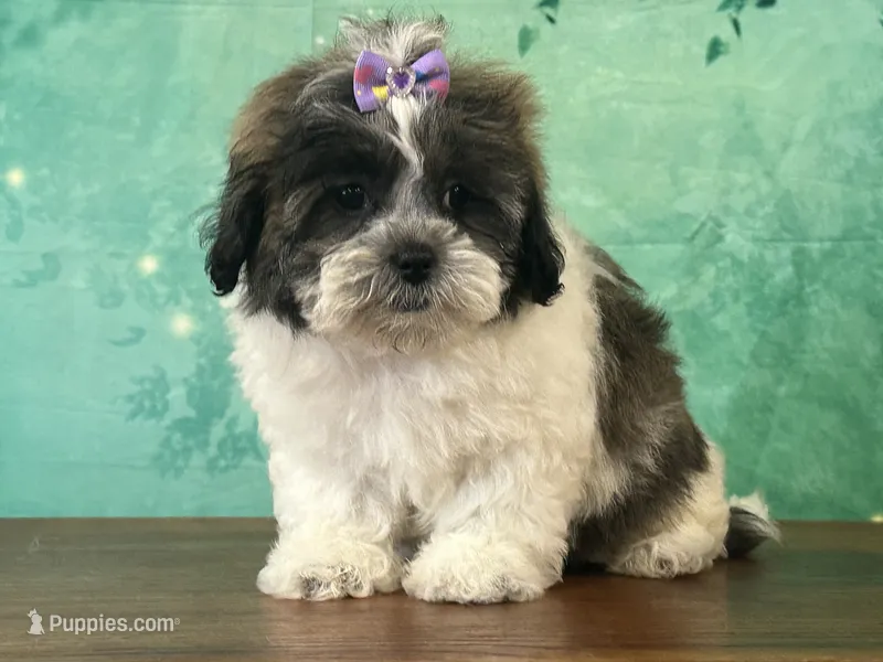 Penny – Shichon puppy for sale in Lexington, KY