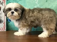 Garth, a male Shih Tzu for sale in Cincinnati, OH – 2 of 3