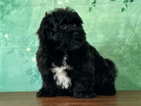 Oscar, a male Bichon Frise and Yorkshire Terrier for sale in Lexington, KY – 3 of 3