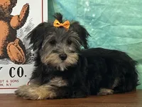 Skye, a female Bichon Frise and Yorkshire Terrier for sale in Cincinnati, OH – 2 of 3