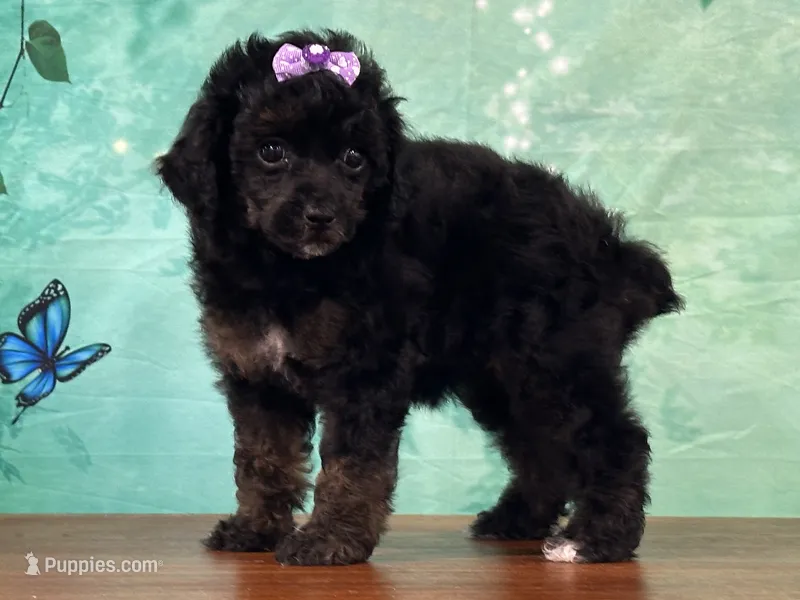 Ariel – Poodle - Miniature  puppy for sale in Lexington, KY