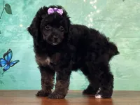 Ariel, a female Poodle - Miniature  for sale in Lexington, KY – 1 of 3