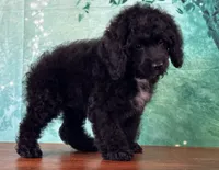 Cowboy, a male Cockapoo for sale in Lexington, KY – 3 of 3