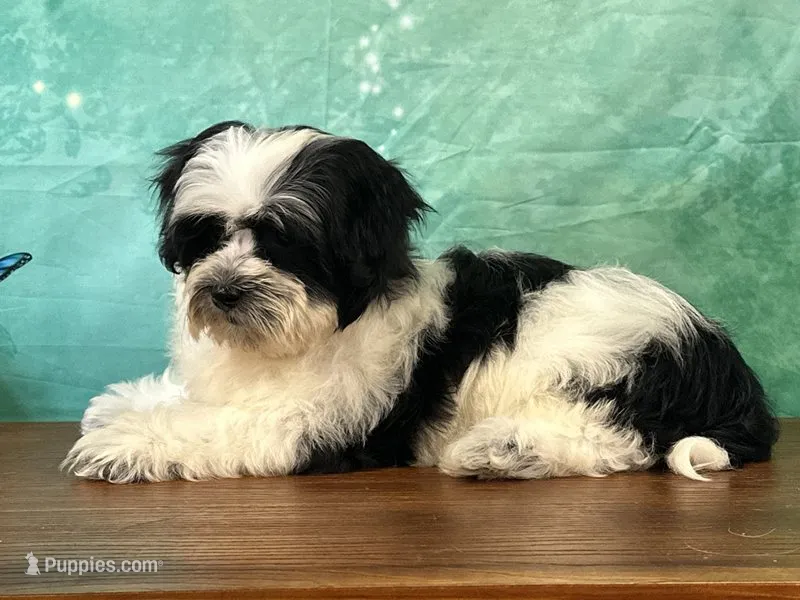 Toby – Shichon puppy for sale in Cincinnati, OH