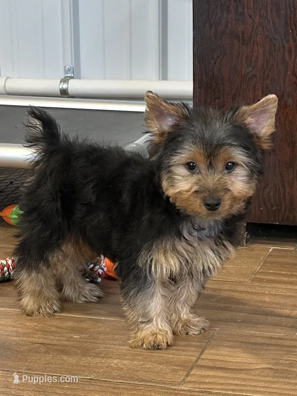 Leo – Yorkshire Terrier puppy for sale in Cincinnati, OH