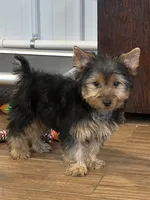 Leo, a male Yorkshire Terrier for sale in Cincinnati, OH – 1 of 8