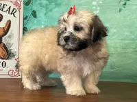 Annie, a female Shichon for sale in Cincinnati, OH – 2 of 3