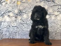 Bucky, a male Bernedoodle for sale in Cincinnati, OH – Photo 2 of 3