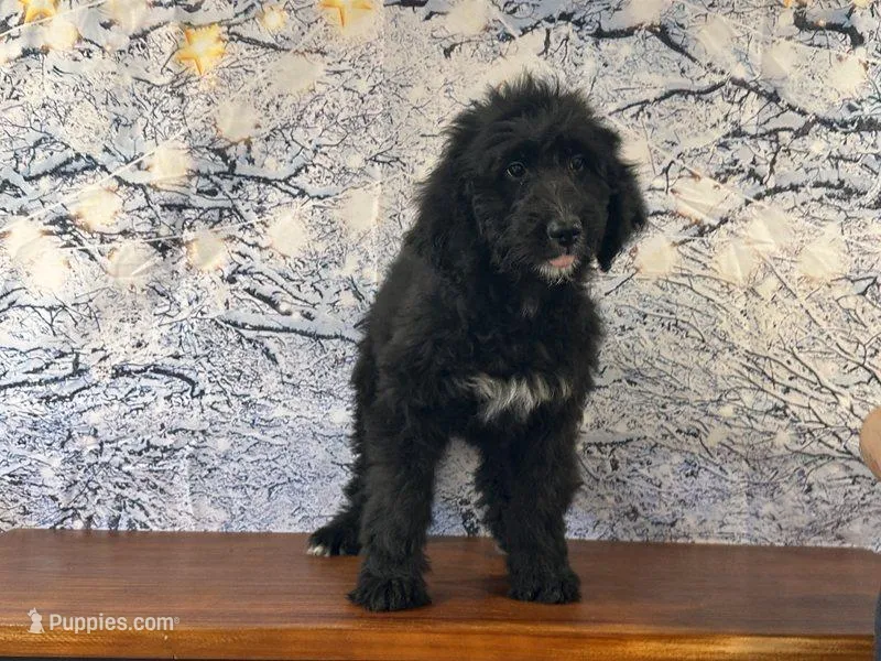 Bucky – Bernedoodle puppy for sale in Cincinnati, OH
