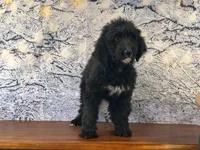 Bucky, a male Bernedoodle for sale in Cincinnati, OH – Photo 1 of 3