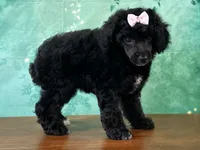 Mulan, a female Poodle - Miniature  for sale in Lexington, KY – 2 of 6