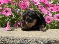 Ellie, a female Yorkshire Terrier for sale in Lexington, KY – 2 of 2