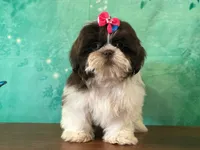 Clover, a female Shih Tzu for sale in Lexington, KY – 2 of 3