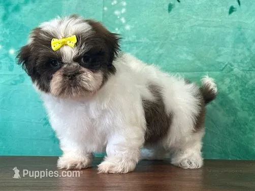 Candy – Shichon puppy for sale in Lexington, KY