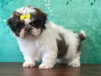 Candy, a female Shichon for sale in Lexington, KY – 1 of 4
