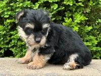 Zip, a male Bichon Frise and Yorkshire Terrier for sale in Lexington, KY – 2 of 3