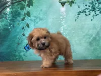 River, a male Shichon for sale in Lexington, KY – 3 of 3