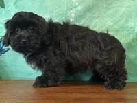 Hank , a male Shichon for sale in Cincinnati, OH – 2 of 3