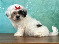 Misty, a female Shichon for sale in Cincinnati, OH – 3 of 3