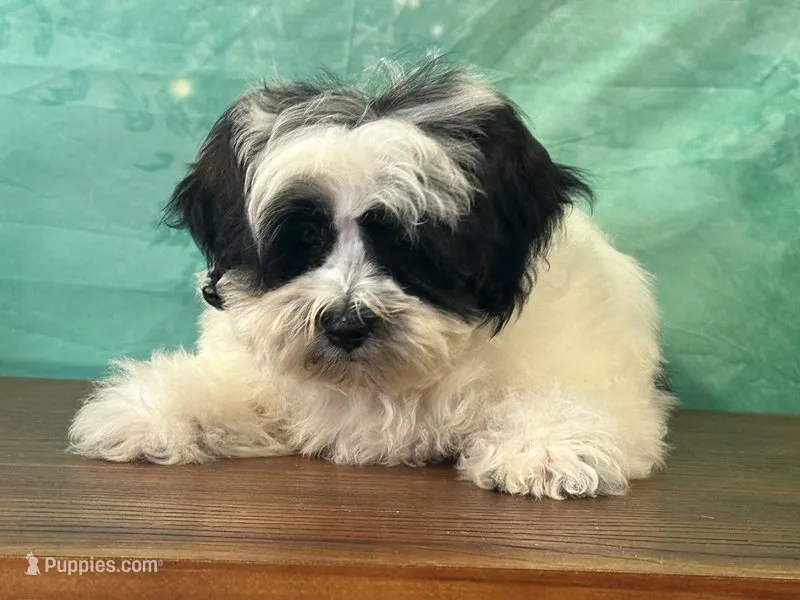 Cash – Shichon puppy for sale in Cincinnati, OH