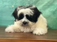 Cash, a male Shichon for sale in Cincinnati, OH – 1 of 3
